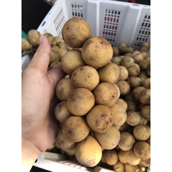 Bòn Bon Ngon Ngọt trái nhỏ