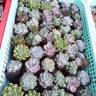 Sen đá size 5-6cm 50 cây đủ loại