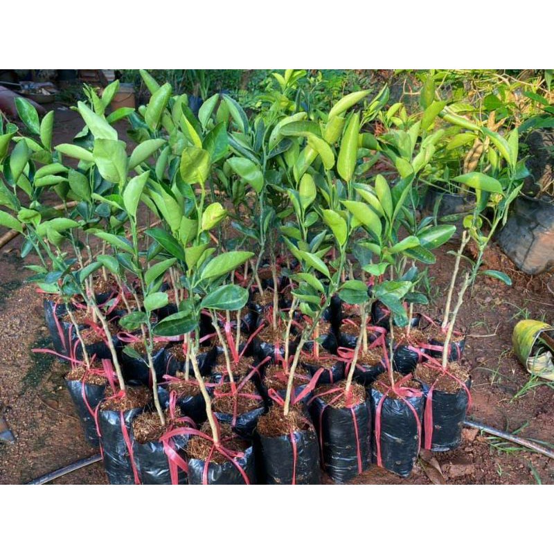 Giống Cây Quýt Đường Thái Lan