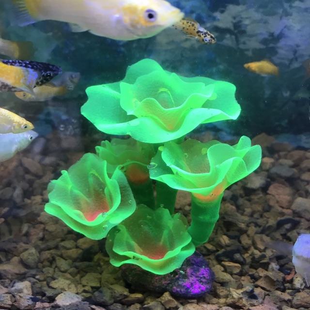 RONG DẠ QUANG TRANG TRÍ HỒ CÁ NON BỘ CAO 15CM