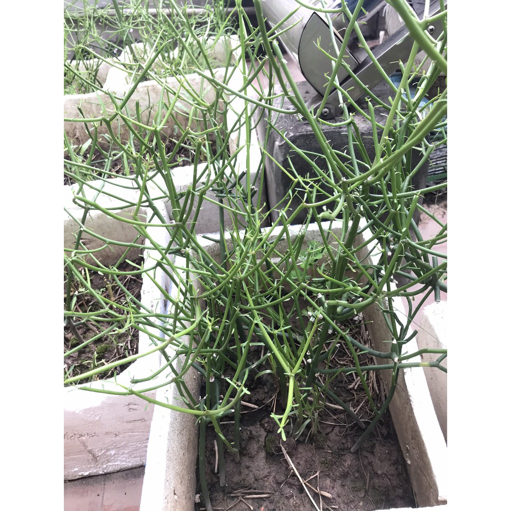 Cây giao - Cây xương cá