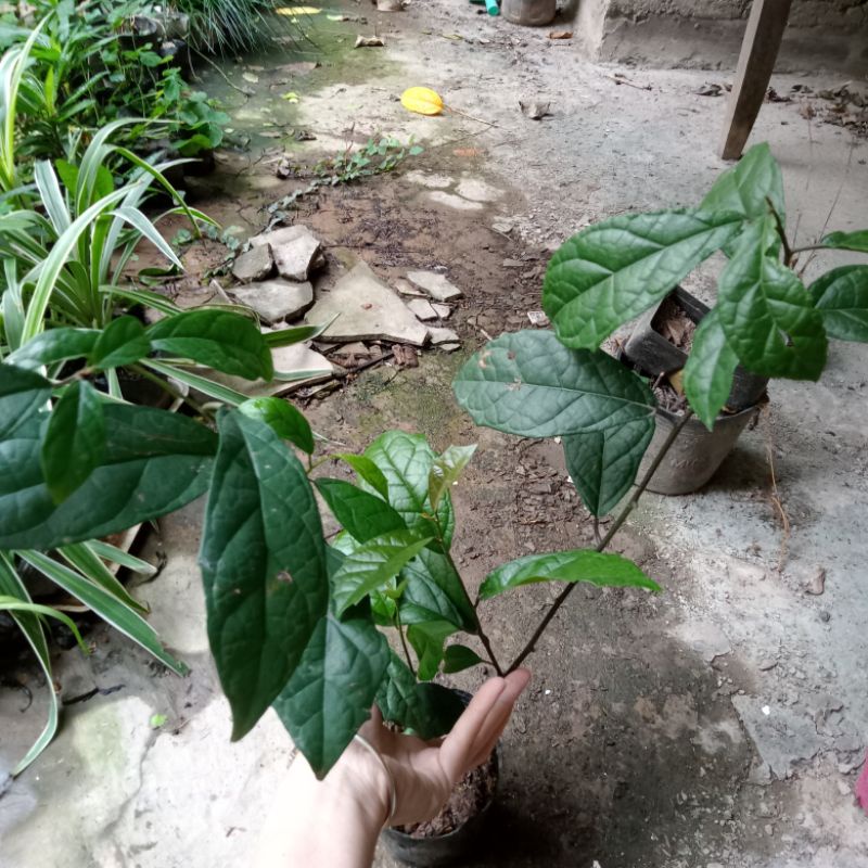 Cây xạ đen nhỡ hoặc 2 cây nhỏ