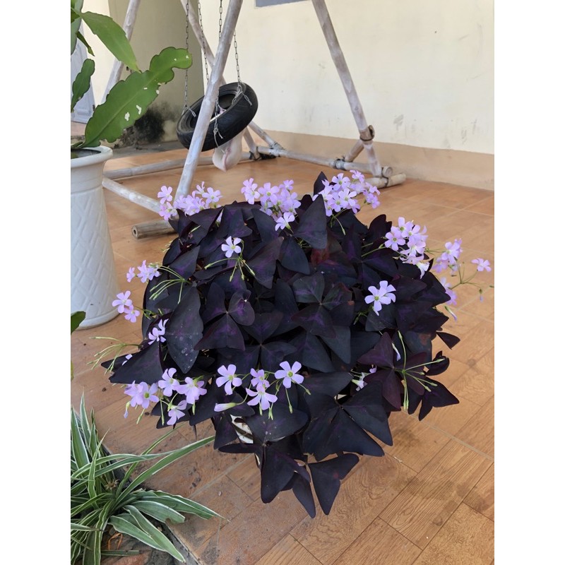Oxalis ,2 củ hoa bướm đêm,bướm  xanh , cỏ 3 lá, chua me