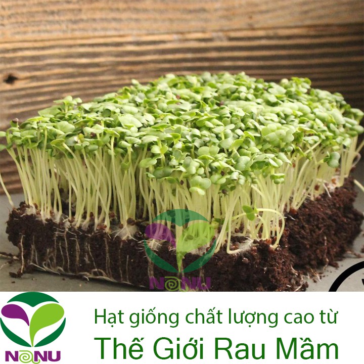 Gói 100gr Hạt giống rau mầm Cải Bẹ Xanh - Thế Giới Rau Mầm