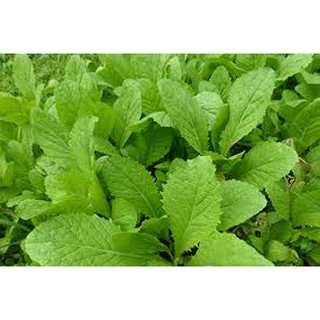 1 Lạng hạt giống rau cải mơ