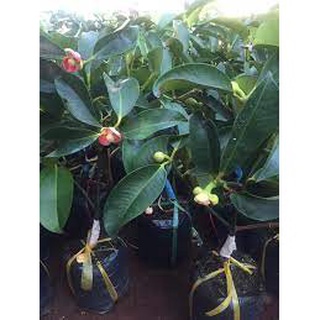 CÂY GIỐNG MĂNG CỤT GHÉP ( GIỐNG GHÉP CHUẨN CHO TRÁI SỚM )