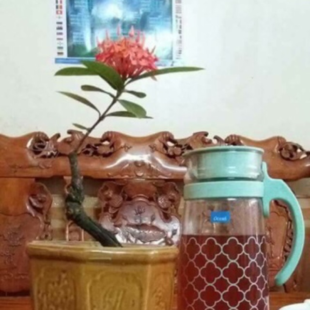 COMBO TRÀ GẠO LỨT + ĐẬU ĐEN LÒNG XANH