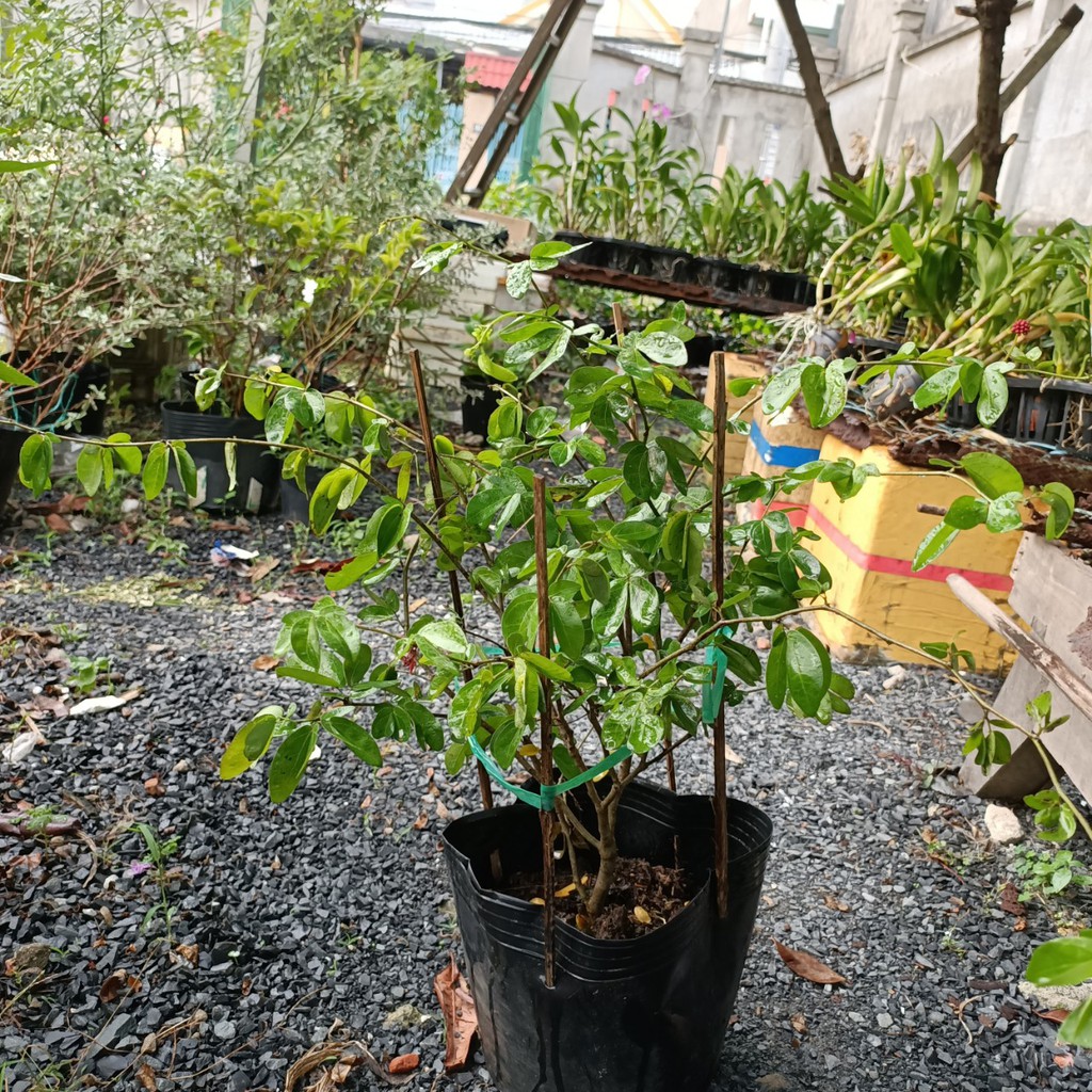 Cây điệp lào, cây cho hoa quanh năm, thân dẻo dễ tạo dáng bonsai - Calliandra emarginata