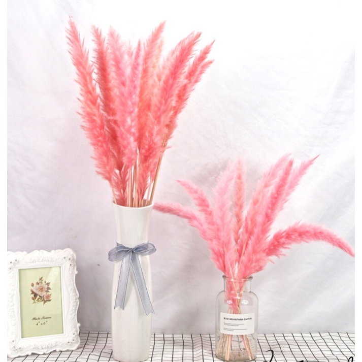 Cỏ lau khô, cỏ lau xù pampas grass khô, hoa khô decor, chụp ảnh, trang trí nhà cửa