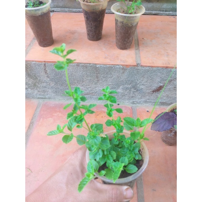 Cây sương sáo