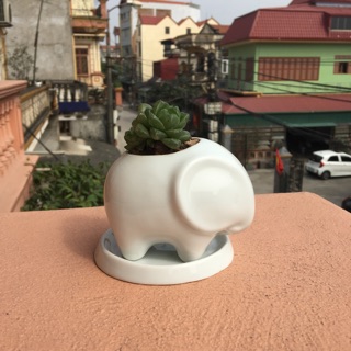 Chậu cây sen đá hình thú