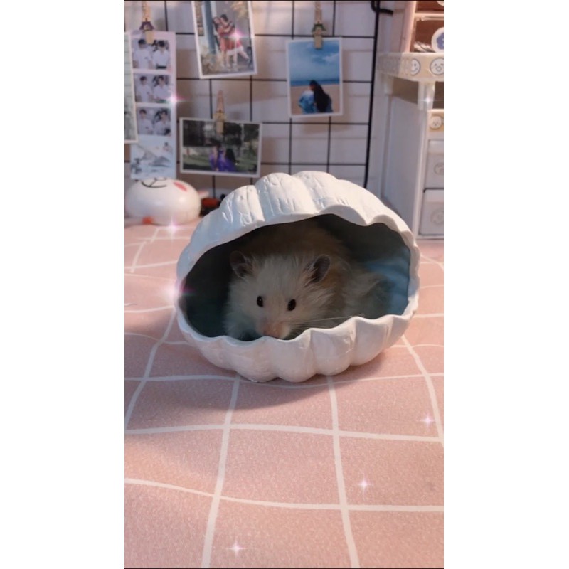 nhà ngủ sứ vỏ sò cute cho hamster không béo lắm