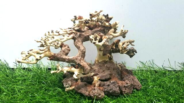 Lũa bonsai cấy rêu (N 17- C10)