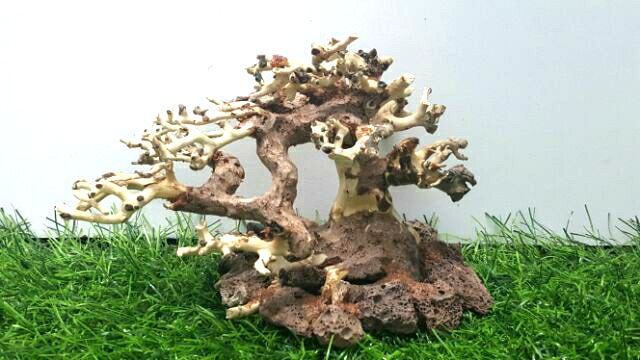 Lũa bonsai dùng cấy rêu