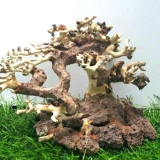 Lũa bonsai dùng cấy rêu (N 17- C10)