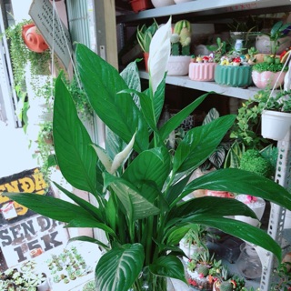 Chậu lan ý thuỷ sinh
