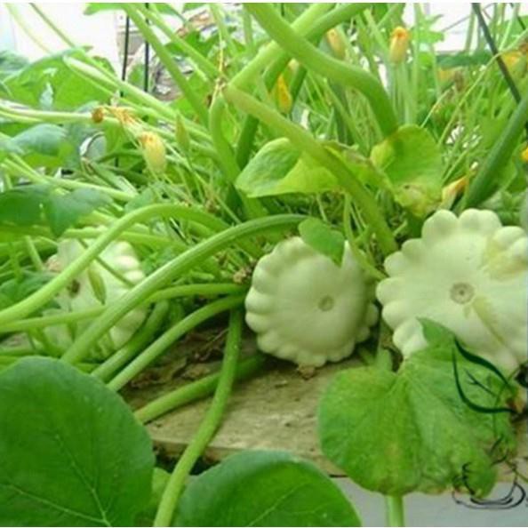[GIÁ GỐC] Hạt Giống Bí Đĩa Bay Mini - 10 hạt
