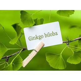 GINKGO BILOBA 120MG TRUNATURE CỦA MỸ 340 VIÊN