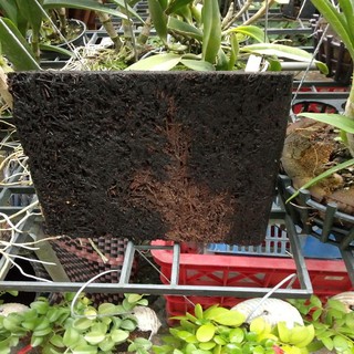 Dớn bảng ghép lan 20x20cm
