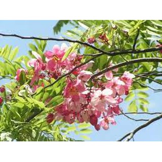 CÂY GIỐNG MUỒNG ANH ĐÀO (MUỒNG HOA ĐÀO)- CÂY SIÊU ĐẸP