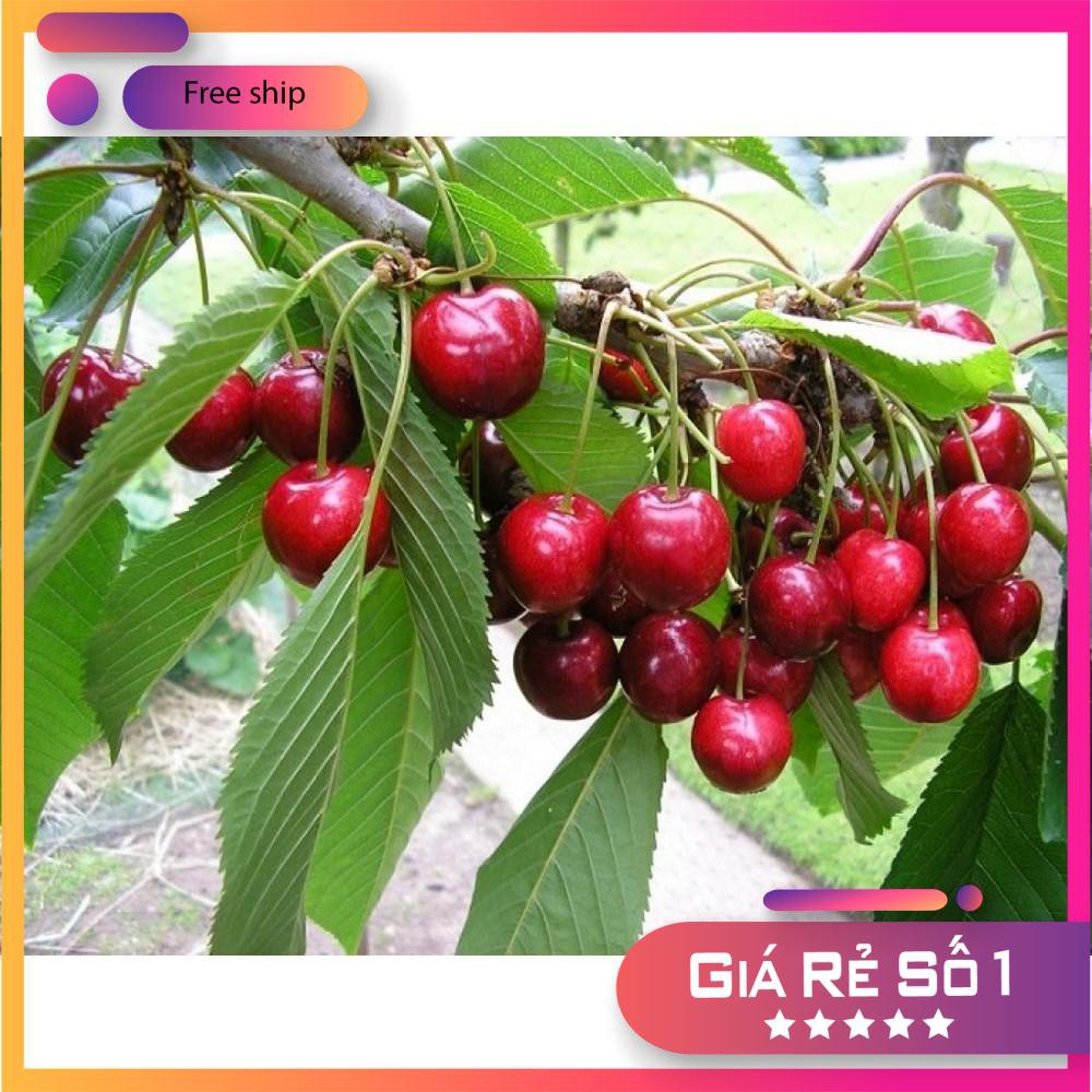 Hạt giống Anh đào (Cherry) (10 hạt)