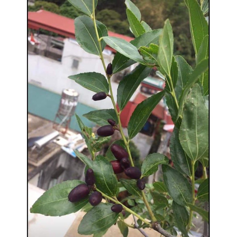 Giống Hồng Táo Trái Dài