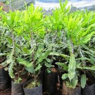 CÂY GIỐNG HẠT MACCA VIÊN NGHIÊN CỨU NÔNG NGHIỆP