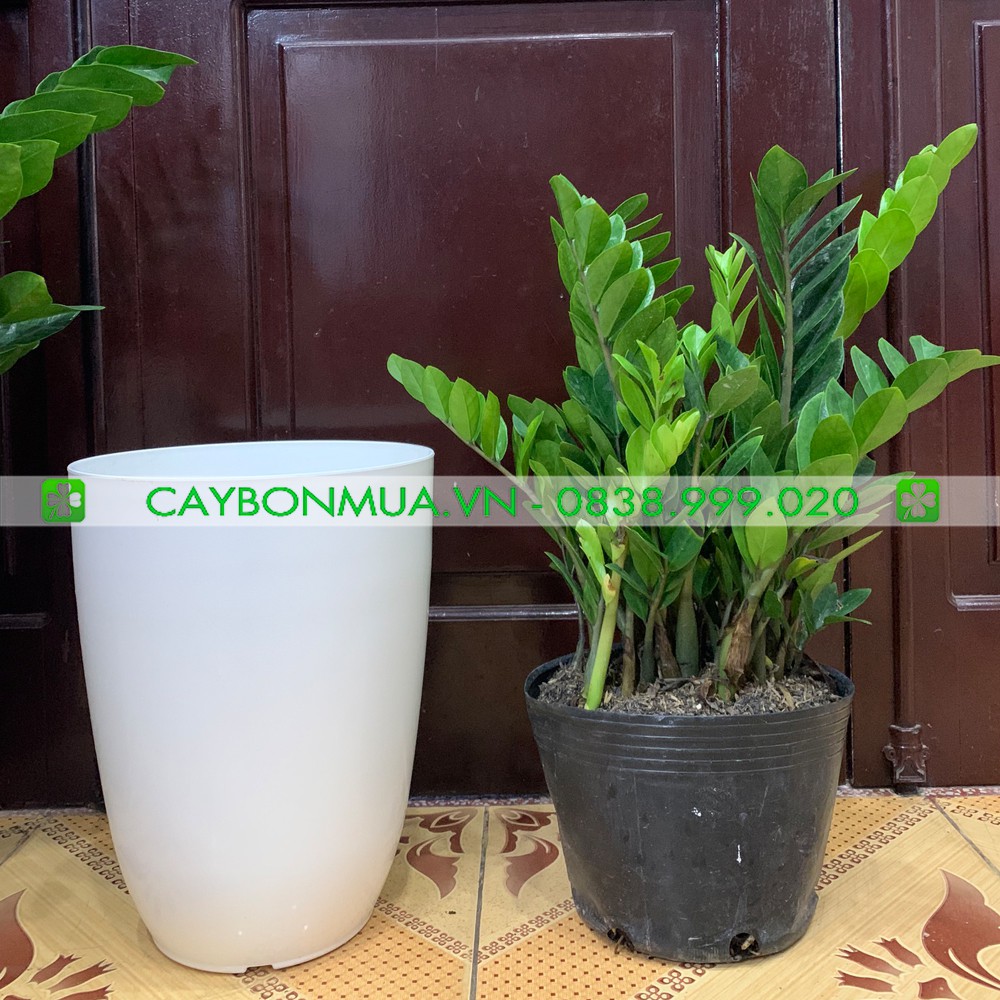 [HOT] Chậu nhựa trắng cao cấp, Chậu nhựa bom giả sứ cao cấp (có 2 size)
