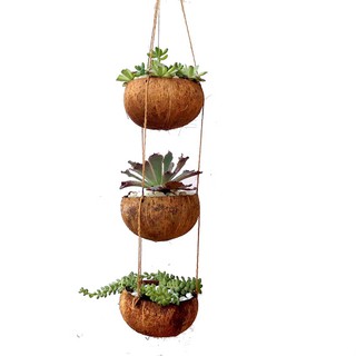 Chậu gáo dừa treo 3 tầng trồng kiểng Tết Cocodecor
