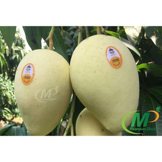 Xoài  Cát  Hòa  Lộc.