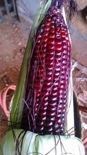 Hạt giống ngô tím Thái