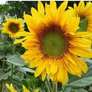 20 HẠT GIỐNG HOA HƯỚNG DƯƠNG VÀNG CAO