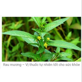 Cây rau mương trị Hp nguyên cây tươi