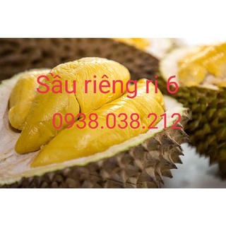 CÂY SẦU RIÊNG RI 6 CƠM VÀNG HẠT LÉP