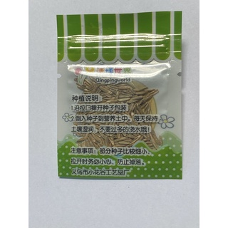 Hạt giống cây cảnh trồng chậu mini