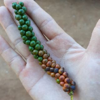 Tiêu đen Gia Lai - Black pepper