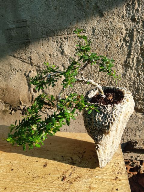 Linh sam bonsai HÒN NON BỘ