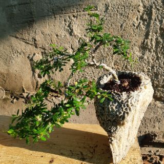 Linh sam bonsai HÒN NON BỘ