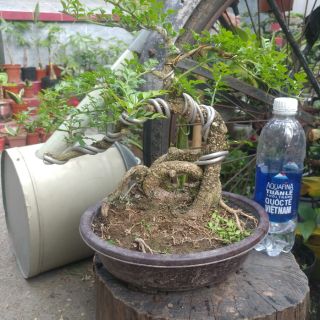 Cần thăng bonsai
