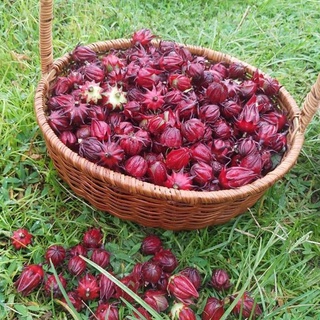 Trà Hoa Atiso đỏ 500g