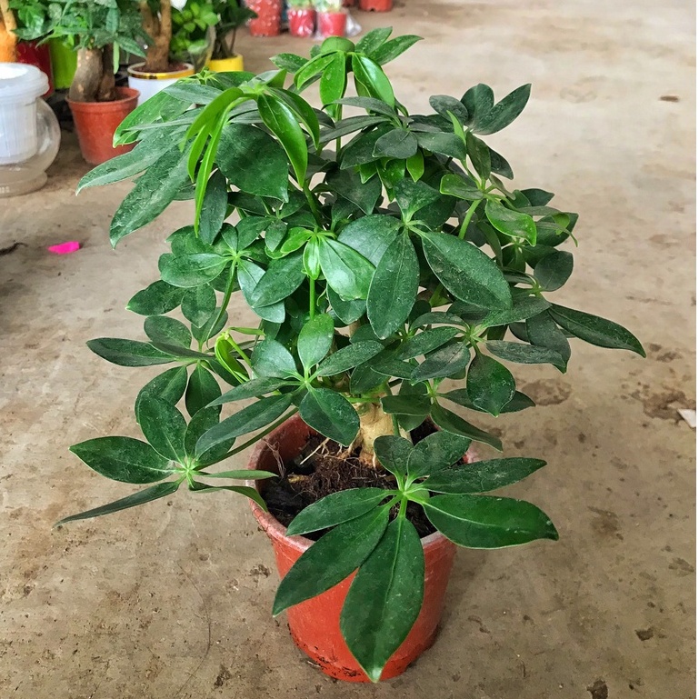Cây ngũ gia bì   GIÁ TẠI VƯỜN  dễ chăm sóc, lọc không khí tốt có mùi thơm hợp làm chậu để bàn