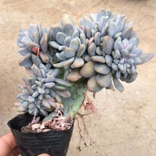 Combo 2 sen đá cổ thụ mini