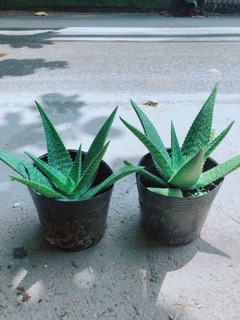 Nha Đam Kiểng