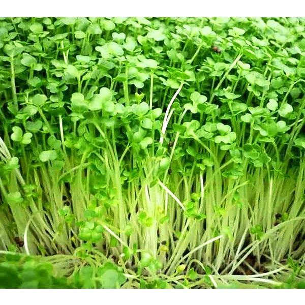 Hạt giống rau mầm , hạt dễ trồng, rau ăn ngon, thời gian thu hoạch ngắn chỉ từ 6-7 ngày sau khi gieo