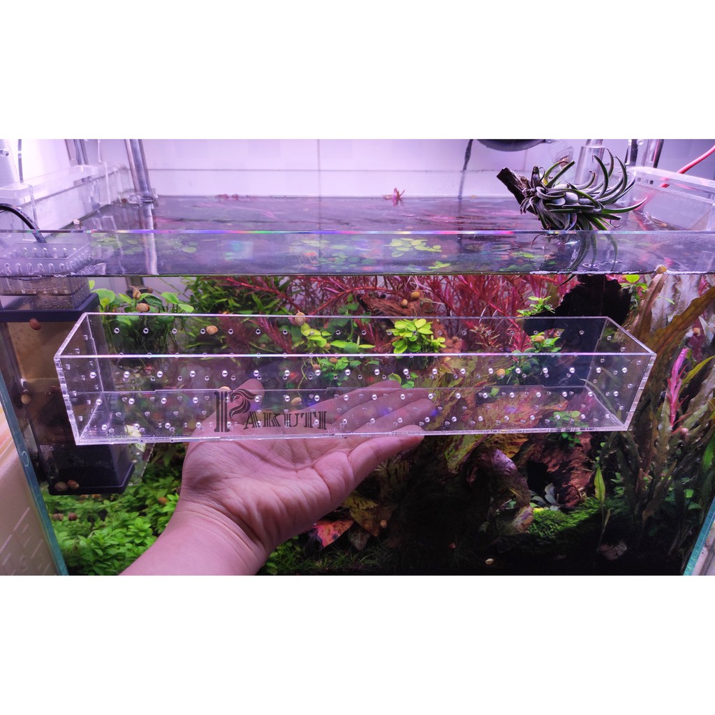Hộp mica trồng cây thủy sinh 20x5x5 cm hình vuông