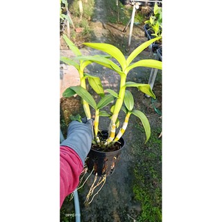 Chậu cây lan Dendro màu hồng pha trắng