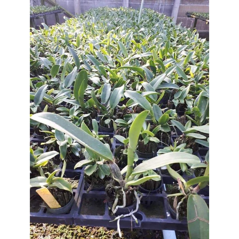 Lan Cattleya cây giống