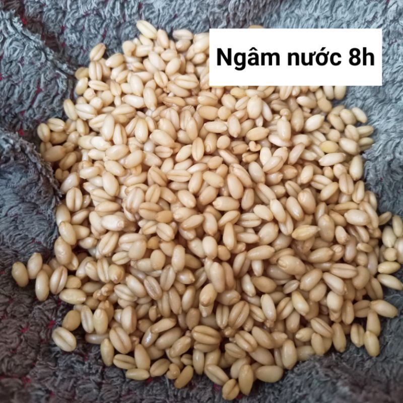 100g Hạt giống cỏ mèo cỏ lúa mì tiêu búi lông