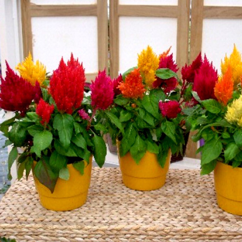 Hoa móng gà đuôi phụng nhiều màu - CELOSIA SCARLET FEATHER MIX