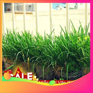 Hạt giống hẹ ta - 5 gram hạt vietgar